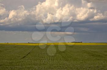 Storm clouds approaching Saskatchewan canola crop