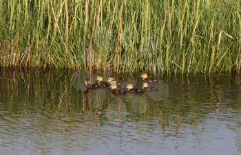 Ducklings swimming in roadside pond