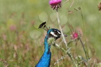 Peacock by bull thistles