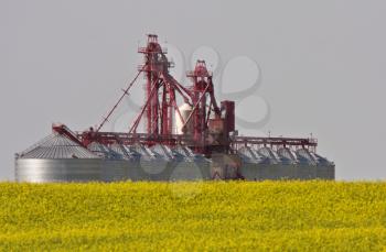seed cleaning plant near canola crop