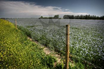 flax fields in Saskatchewan