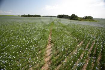 flax fields in Saskatchewan