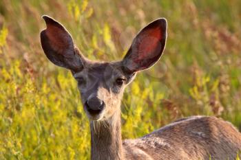 Close up of Mule Deer doe