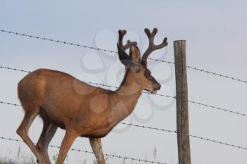 Mule Deer buck along barbed wire fence