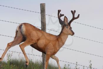 Mule Deer buck walking along barbed wire fence