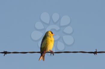American Goldfinch on wire strand