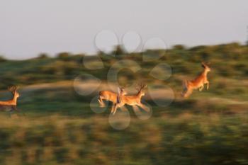 Blurred image of White tailed Deer bucks running and leaping