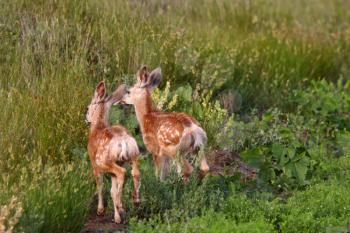 Two Mule Deer fawns in Saskatchewan