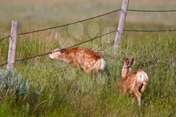 Two Mule Deer fawns in Saskatchewan