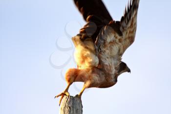 Swainson's Hawk taking flight from fence post
