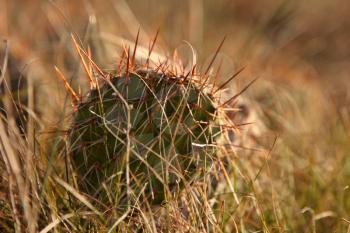Small cactus in Saskatchewan field