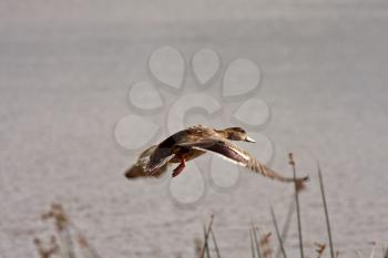 Northern Shoveler hen in flight over pond