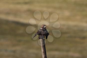 Female Harrier perched on post