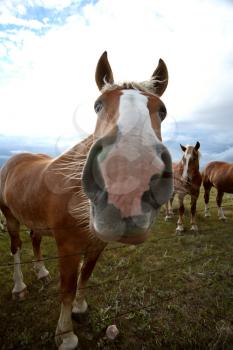 Dray horses in a Saskatchewan pasture