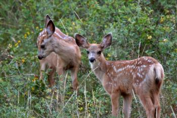 Twin Mule Deer fawns in Saskatchewan field