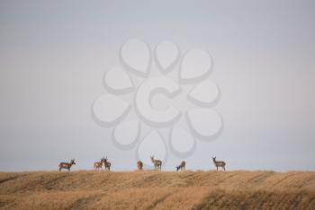 Small herd of Pronghorn Antelopes in scenic Saskatchewan