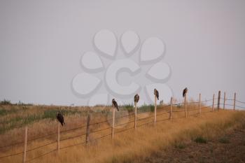Five hawks lined up on fence posts in scenic Saskatchewan