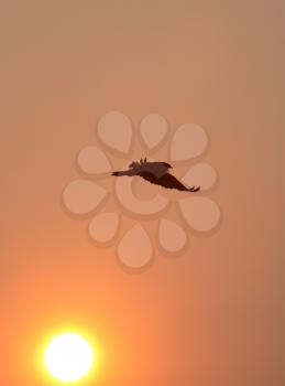 Hawk taking flight in scenic Saskatchewan