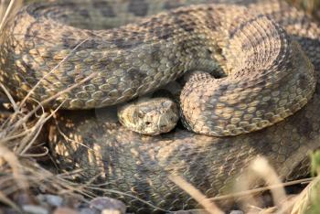 Rattlesnake curled beside a Saskatchewan road