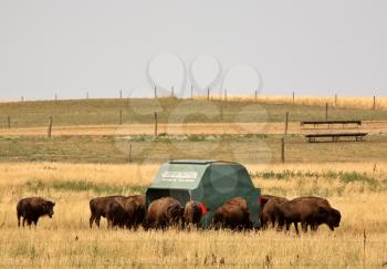 Bisons gathered round a feeder in senic Saskatchewan