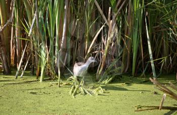 Young coot in an algae covered Saskatchewan pond