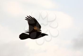 Crow being ridden by smaller bird in scenic Saskatchewan