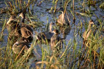 Young coots in a Saskatchewan roadside pond