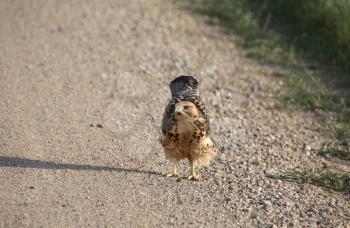 Young hawk on a Saskatchewan country road