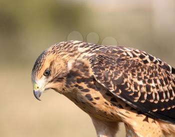 Close up of a young hawk in scenic Saskatchewan