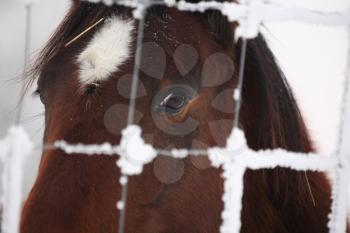 Horse Stock Photo
