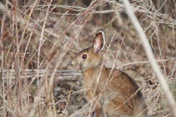 Cottontail Rabbit in Manitoba