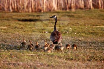 Goslings following Canada Goose parent