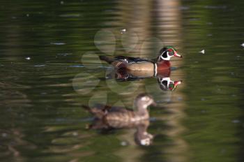 Wood Duck drake and hen swimming in pond