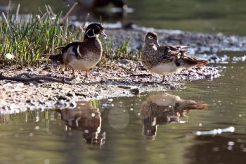 Wood Duck drake and hen ashore on island