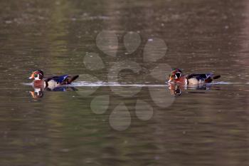 Two Wood Ducks drakes in pond