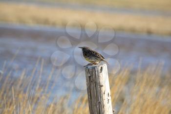 Western Meadowlark (Sturnella neglecta) is a medium-sized member of the blackbird family Icteridae. It is 23-28 cmor  9-11 inches in length with a wingspan of 34-43 cm or 13.4-17 inches, Its average w