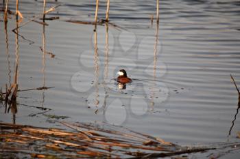 Ruddy Duck (Oxyura jamaicensis) is a small stiff-tailed duck. This duck is 36-41 cm or 14-16 inches in length with a wingspan of 53-61 cm or 21-14 inches. Adult males have a rust-red body, a blue bill