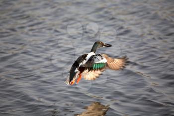 Northern Shoveler (Anas clypeata) is a common and widespread duck. This dabbling duck is strongly migratory and winters further south than its breeding range. It is not as gregarious as some dabbling 