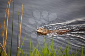 Muskrat or Musquash (Ondatra zibethicus) the only species in genus Ondatra, is a large aquatic rodent native to North America, and introduced in parts of Europe. Adult body length is usually 25-40 cm 