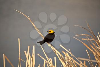 Yellow-headed Blackbird (Xanthocephalus xanthocephalus) is a medium-sized blackbird. Its length is 22-28 cm or 8.5-11 in. and it has a wingspan of 36-43 cm or 14-17 in. Adults have a pointed bill. The