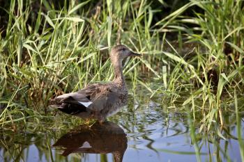Gadwall (Anas strepera) is a common and widespread duck which breeds in the northern areas of central North America, as well as Asia and Europe. The range of this bird appears to be expanding into eas