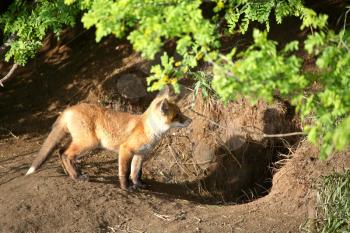 Red Fox (Vulpes vulpes) is most commonly a rusty red, with white underbelly, black ear tips and legs, and a bushy tail with a distinctive white tip. The red tone can vary from crimson to golden with
