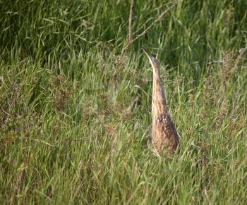 American Bittern (Botaurus lentiginosus) is a wading bird of the heron family Ardeidae. It is a large, stocky, brown bird with camouflaged patterns of vertical brown and buff streaks. Sometimes the ad