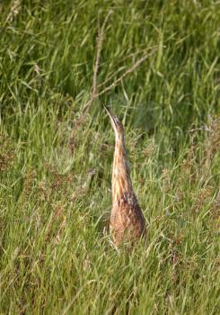 American Bittern (Botaurus lentiginosus) is a wading bird of the heron family Ardeidae. It is a large, stocky, brown bird with camouflaged patterns of vertical brown and buff streaks. Sometimes the ad