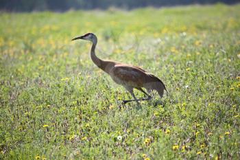 Sandhill Crane (Grus canadensis) is a tall, gray bird. Adults are gray; they have a red crown, white cheeks and a long dark pointed bill. They have long dark legs which trail behind in flight and a lo