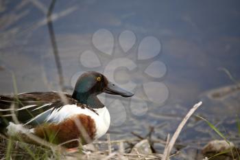Northern Shoveler (Anas clypeata) is a common and widespread duck. This dabbling duck is strongly migratory and winters further south than its breeding range. It is not as gregarious as some dabbling 