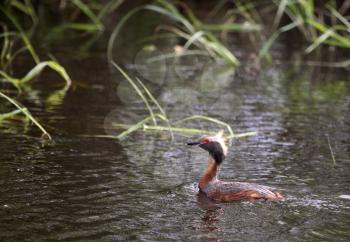 Horned Grebe (Podiceps auritus) is a member of the Podiceps or Grebe family of water birds. It is a small grebe at 31-38 cm (12-15 in) long with a 46-55 cm wingspan. It is duck-like, with scarlet eyes