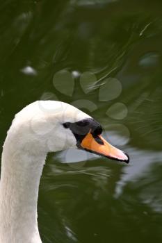 Mute Swan (Cygnus olor) is a common Eurasian member of the duck, goose and swan family Anatidae. This swan is found naturally mainly in temperate areas of Europe and western Asia. It is not migratory,
