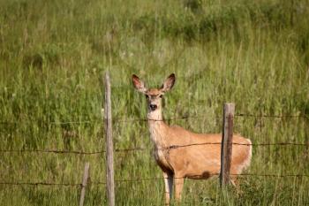Mule Deer (Odocoileus hermionus) is a deer whose habitat is in the western half of North America. They belong to the family Cervidae. It gets its name from its large mule like ears. The Mule Deer's ta