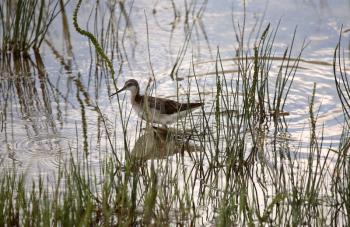 Wilson's Phalarope (Phalaropus tricolor) is a small wader. This bird, the largest of the rail family Scolopagidae. On the average its length is 23 cm (0 in.) with a wingspan of 40 cm (16 in.) and weig